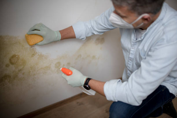 Best Fast Mold Removal  in Gholson, TX