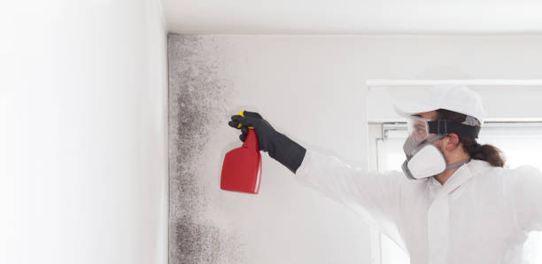 Best Mold Remediation  in Gholson, TX